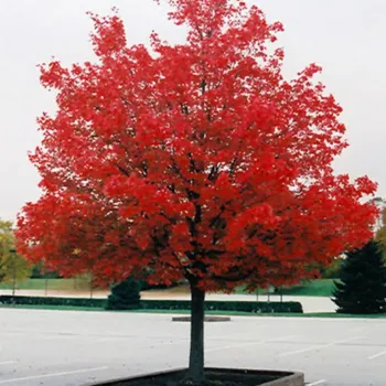 Клен красный 'Октобер Глори' (Acer rubrum 'October Glory')