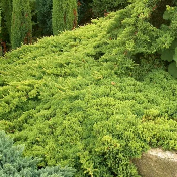 Ялівець лежачий 'Нана' (Juniperus procumbens 'Nana')