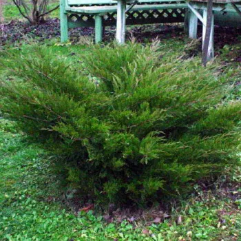 Ялівець середній 'Mint Julep' (Juniperus x media 'Mint Julep')