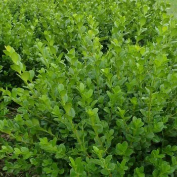 Самшит дрібнолистий 'Фаулкнер' (Buxus microphilla 'Faulkner')