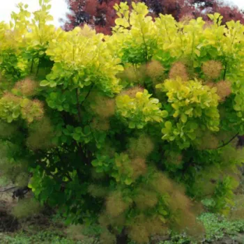 Скумпія шкіряста 'Голден Спірит' (Cotinus coggygria 'Golden Spirit')