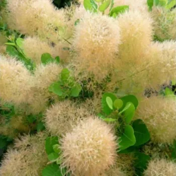 Скумпія шкіряста 'Янг Лед' (Cotinus coggygria 'Young Lady')