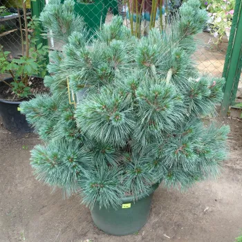 Сосна веймутова Blue Shag