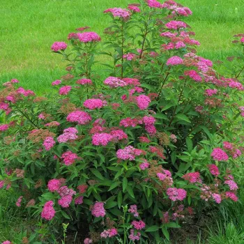 Спірея японська 'Антоні Ватерер' (Spiraea japonica 'Anthony Waterer')