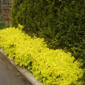Спірея японська 'Голден Прінцес' (Spiraea japonica 'Golden Princess')