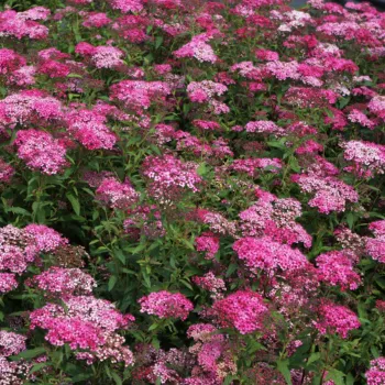 Спірея японська 'Кантрі Ред' (Spiraea japonica 'Country Red')