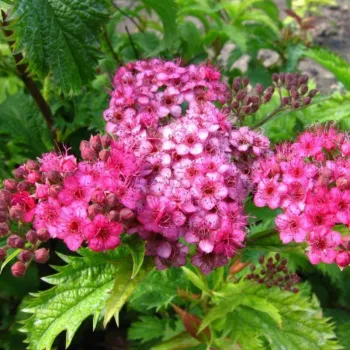 Спірея японська 'Криспа' (Spiraea japonica 'Crispa')
