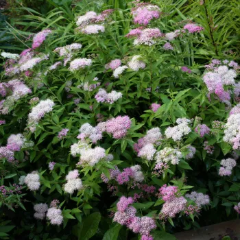 Спірея японська 'Shirobana' (Spiraea japonica 'Shirobana')