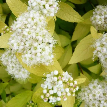 Спірея японська 'Вайт Голд' (Spiraea japonica 'White Gold')