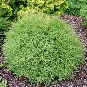 Туя западная 'Mr. Bowling Ball' (Thuja occidentalis 'Mr. Bowling Ball')