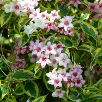 Вейгела цветущая Нана Вариегата (Weigela florida 'Nana Variegata')