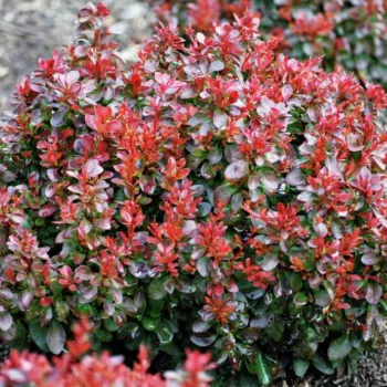Барбарис тунберга 'Багатель' (Berberis Thunbergii 'Bagatelle')