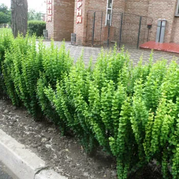 Барбарис тунберга 'Эректа' (Berberis thunbergii 'Erectа')