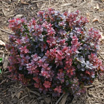 Барбарис тунберга 'Конкорд' (Berberis thunbergii 'Concorde')