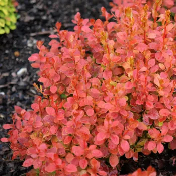 Барбарис Тунберга 'Коралл' (Berberis thunbergii 'Coral')