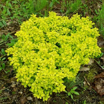 Барбарис тунберга Тини Голд (Berberis thunbergii 'Tiny Gold')