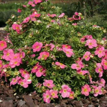 Лапчатка кустарниковая 'Белиссима' (Potentilla fruticosa 'Bellissima')