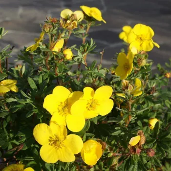 Лапчатка кустарниковая 'Medicine Wheel Mountain' (Potentilla f. 'Medic. Wheel Mountain')