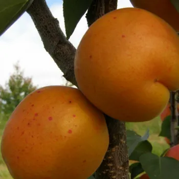 Абрикос Харгранд (Prunus armeniaca 'Hargrand')