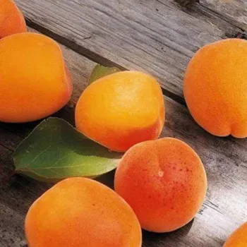 Абрикос 'Променистий' (Prunus armeniaca L.)