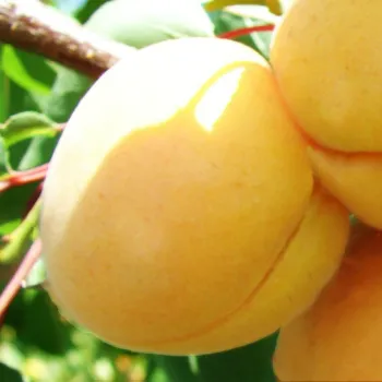 Абрикос 'Шалах' (Prunus armeniaca 'Shalah')