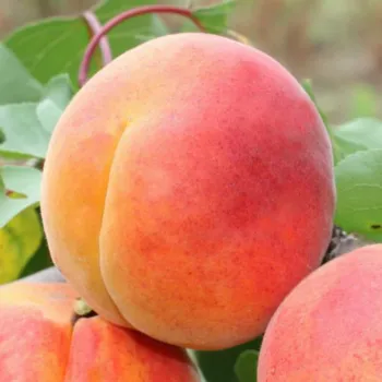 Абрикос Великоплідний 'Ветеран Севастополя' (Prunus armeniaca 'Veteran Sevastopolya')
