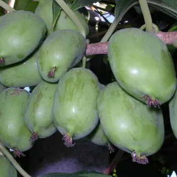 Актинидия Крупноплодная (Actinidia)