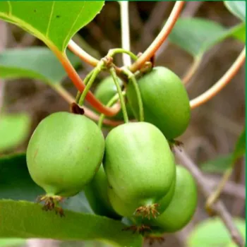 Актинидия Мужская (Actinidia)