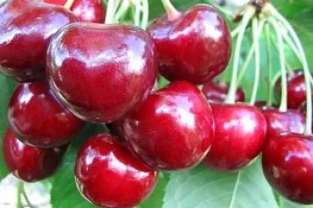 Черешня 'Регина' (Prunus avium 'Regina')