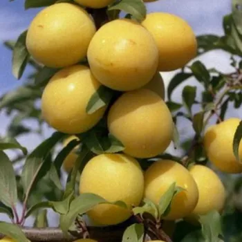 Алыча Гек (Prunus divaricata Ledeb. )