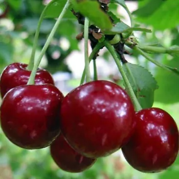Черешня Крупноплодная (Prunus avium L.)