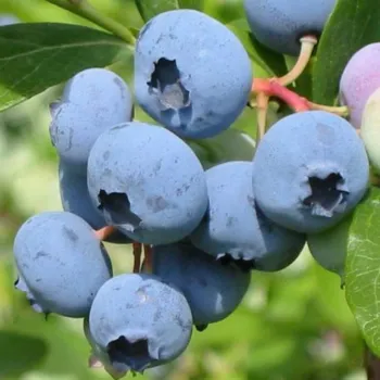 Лохина високоросла 'Блюкроп' (Vaccinium corymbosum 'Bluecrop')