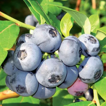 Лохина 'Чандлер' (Vaccinium corymbosum 'Chandler')