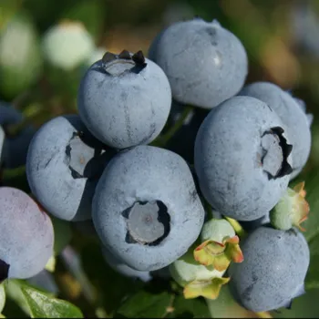 Лохина високоросла 'Торо' (Vaccinium corymbosum 'Toro')