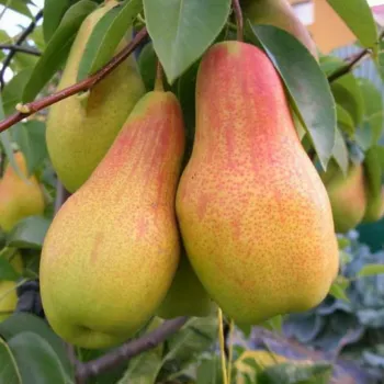 Груша Аббат Фетель (Pyrus communis 'Abate Fetel')