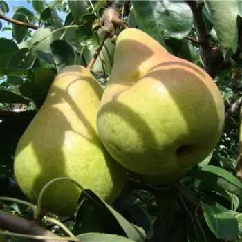 Груша 'Говерла' (Pyrus communis 'Goverla')