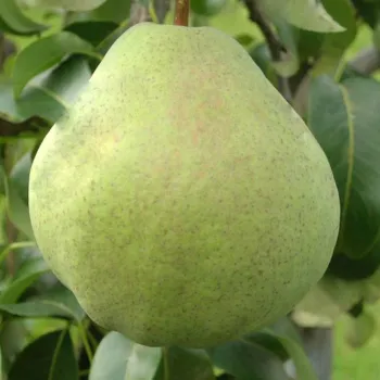 Груша Изумрудная (Pyrus communis L.)