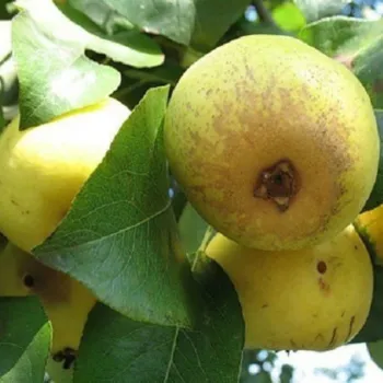 Груша 'Лимонка' (Pyrus communis)