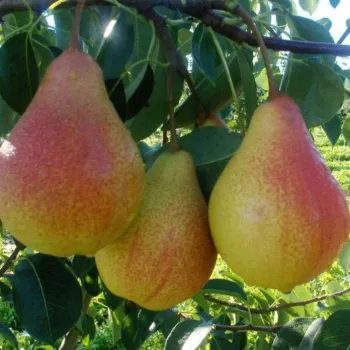 Груша Наталка (Pyrus communis L.)