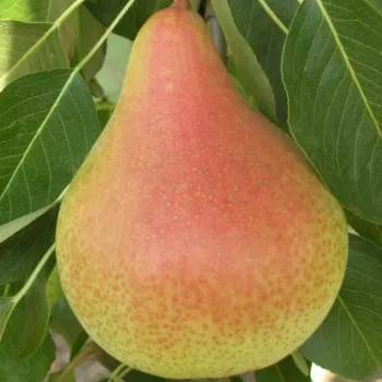Груша Осень Буковины (Pyrus communis L.)