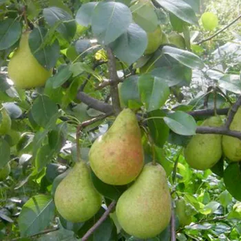 Груша Виктория (Pyrus communis L.)