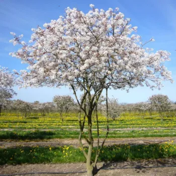 Ирга канадская Ламарка (Amelanchier lamarckiiF.G.Schroed.)