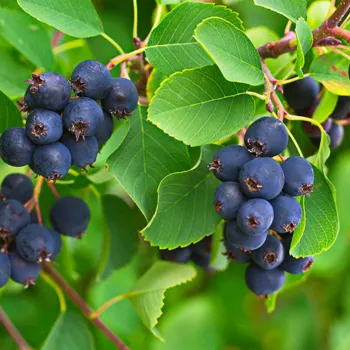 Ирга (Amelanchier Medik.)