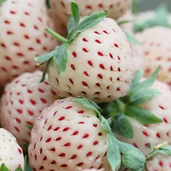 Клубника Анабланка (Fragaria 'Anablanka)