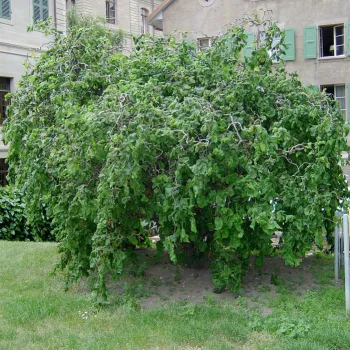 Ліщина звичайна 'Конторта' (Corylus avellana 'Contorta')