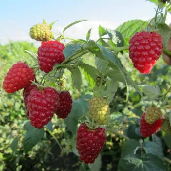 Малина 'Діамантова' (Rubus idaeus L.)