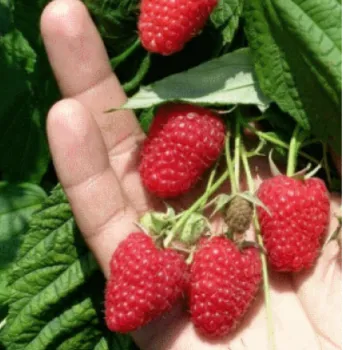 Малина 'Брусилівський стандарт' (Rubus idaeus L.)