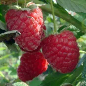 Малина 'Зюгана' (Rubus idaeus L.)