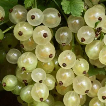 Смородина белая 'Смоляниновой' (Ribes glandulosum L.)