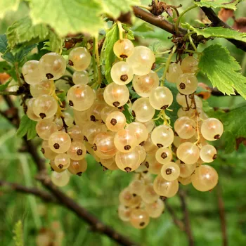 Смородина 'Императорская' желтая (Ribes rubrum L.)